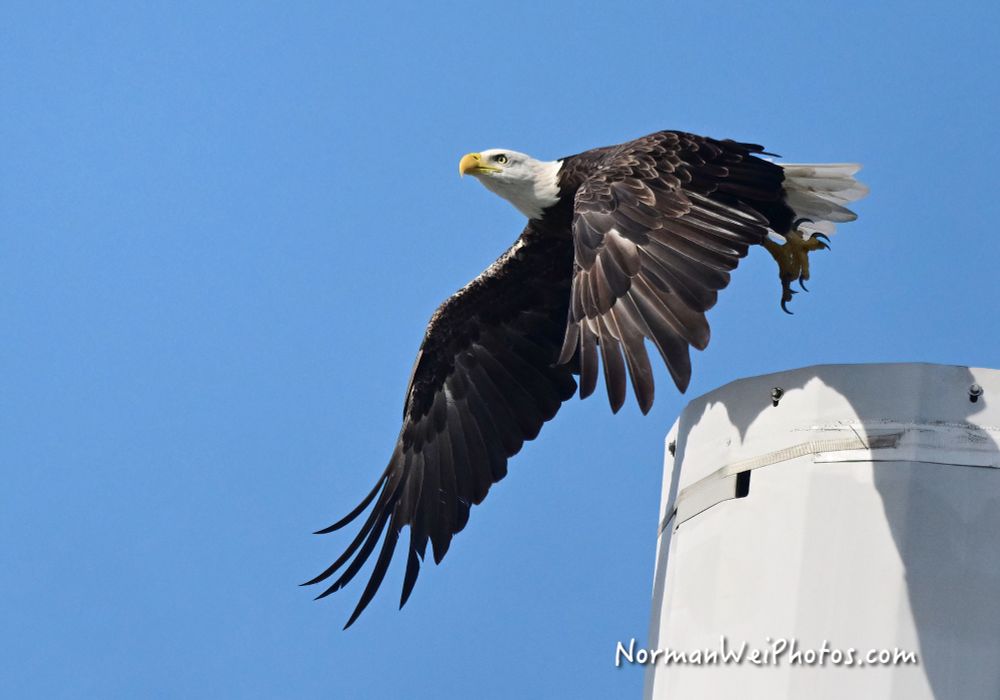 Male eagle M15 jumping off the cell tower this morning in North Fort Myers, Florida.