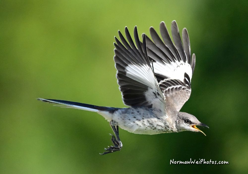 Northern Mockingbird in Cape Coral, Florida.