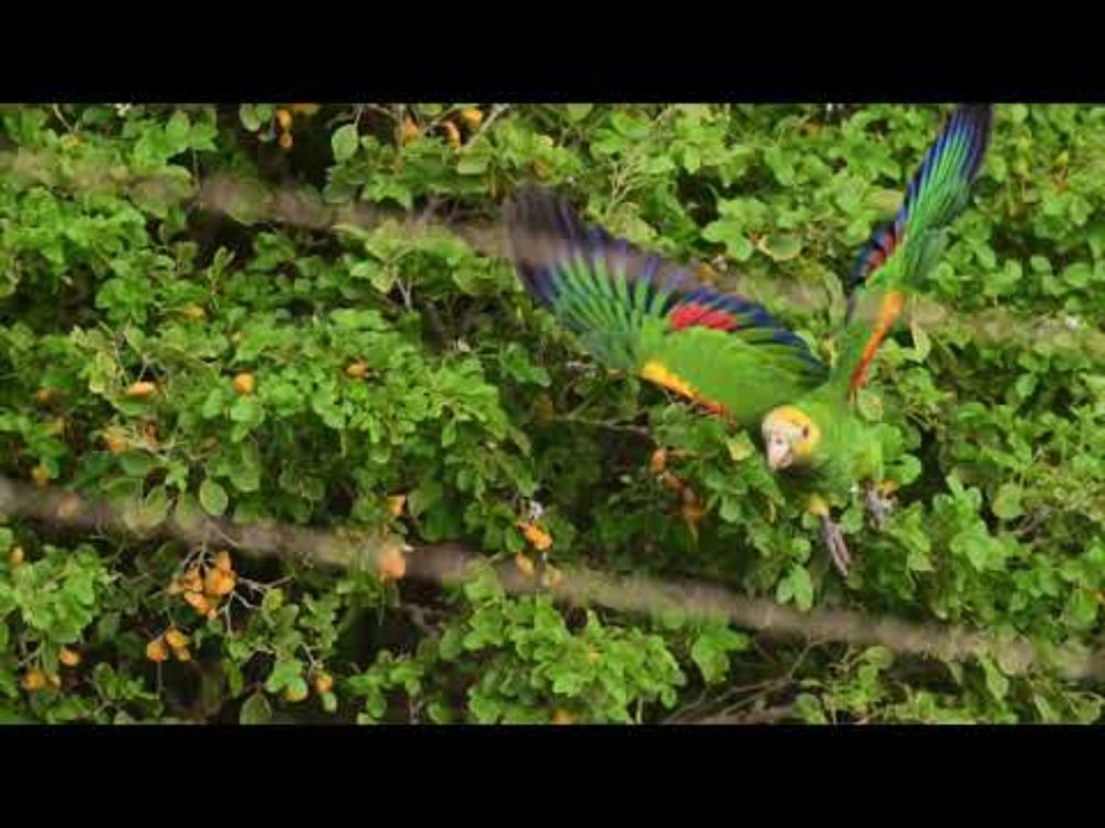 Green-throated parakeet in flight