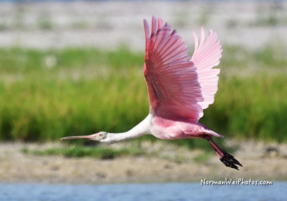 A roseate spoonbill taking off.