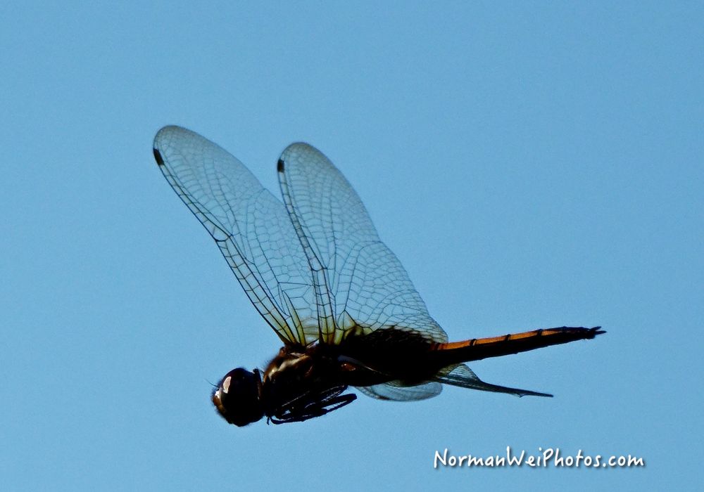 Dragonfly in flight