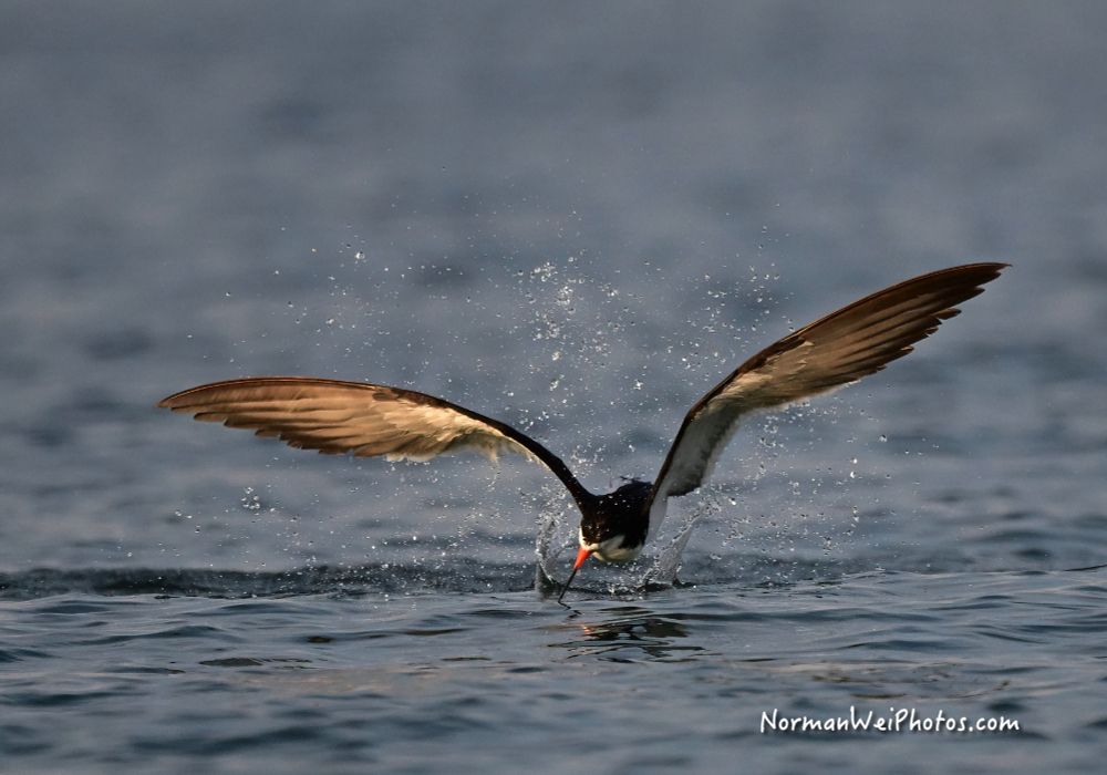 a black skimmer skimming for fish.