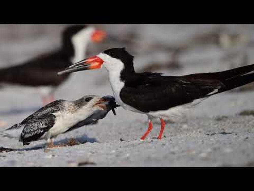 Black skimmer feeding a chick