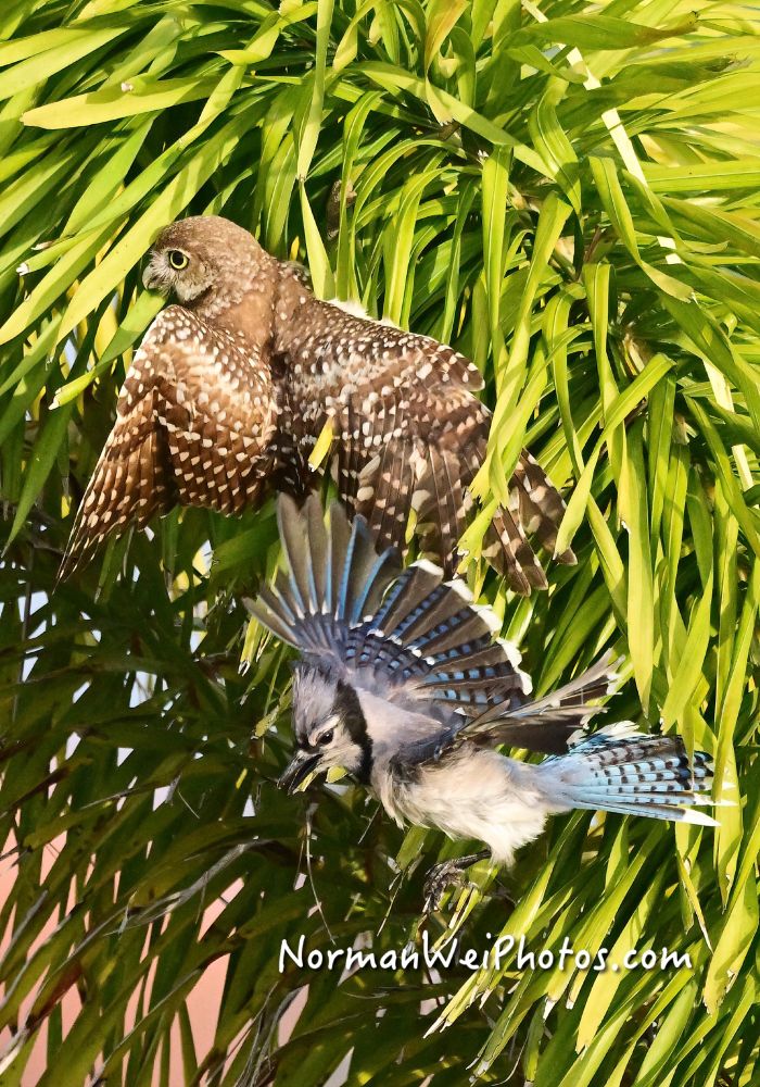 a bluejay attacking a burrowing owl in Cape Coral Florida.