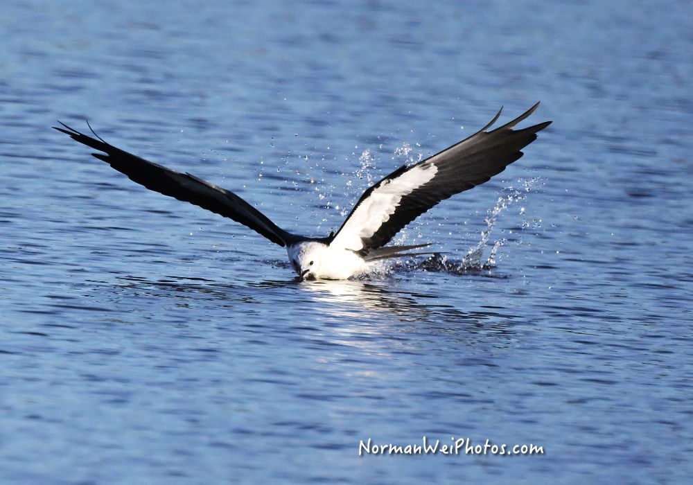 swallow tailed kite taking a sip of water at the lake