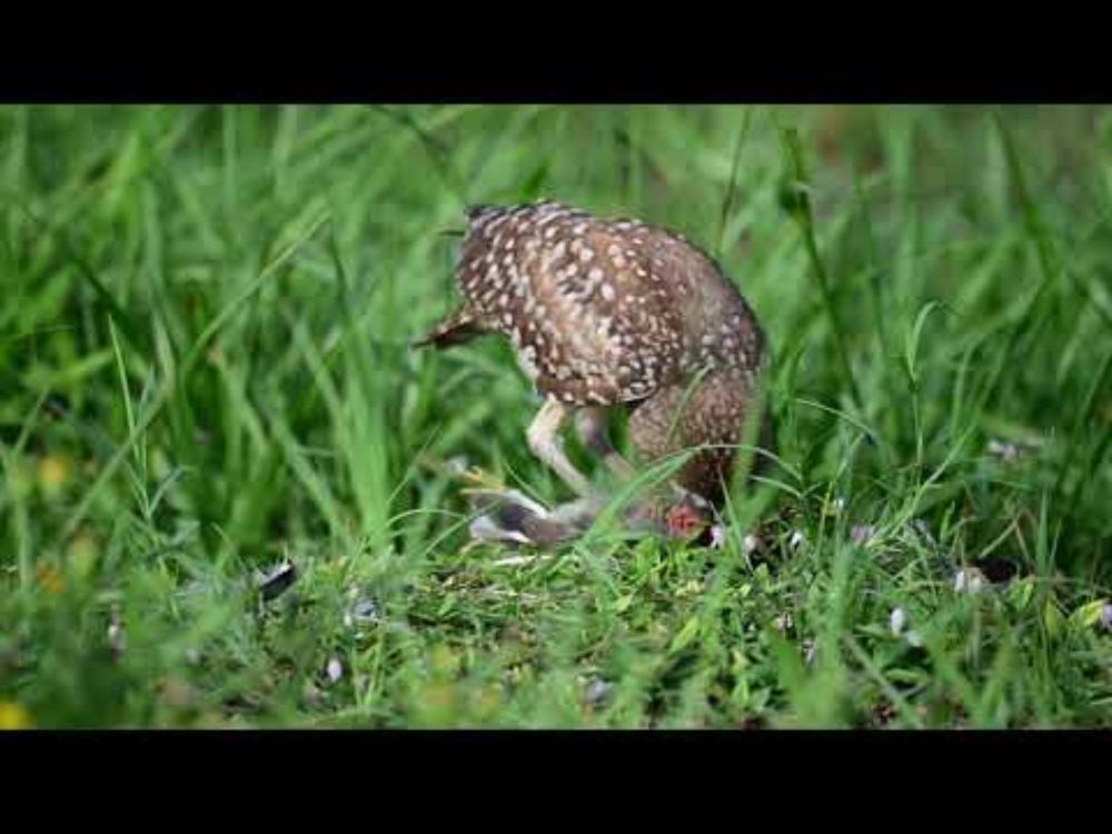 owl eating bird with yellow feet
