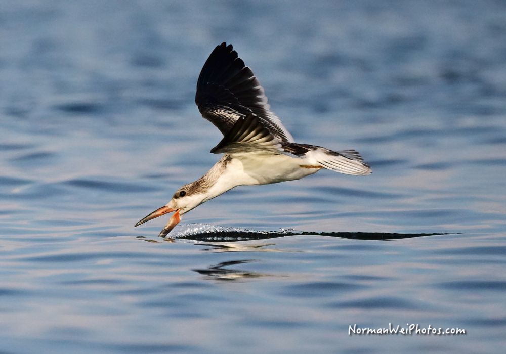 A young black skimmer skimming for fish at Big Carlos Pass in Florida. 