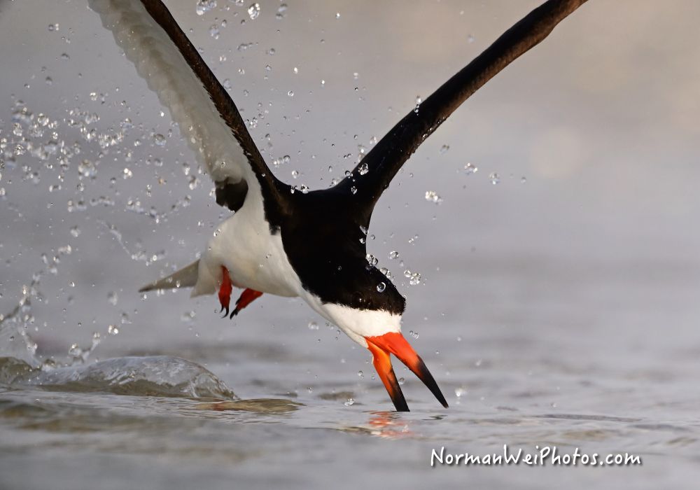 Black skimmer skimming for fish

