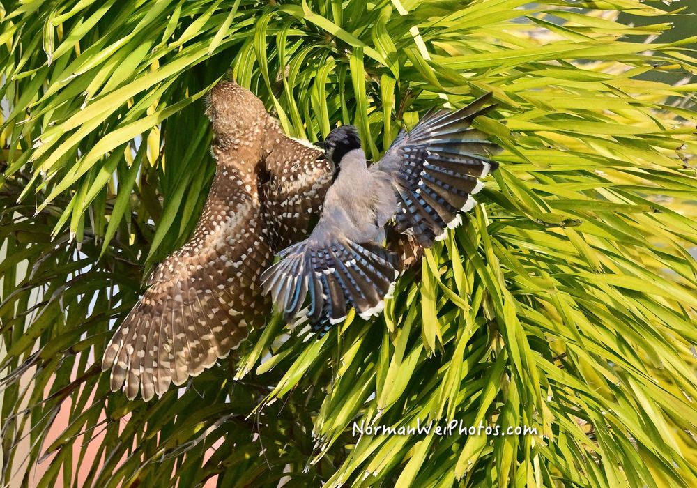 a bluejay attacking a burrowing owl in Cape Coral Florida.