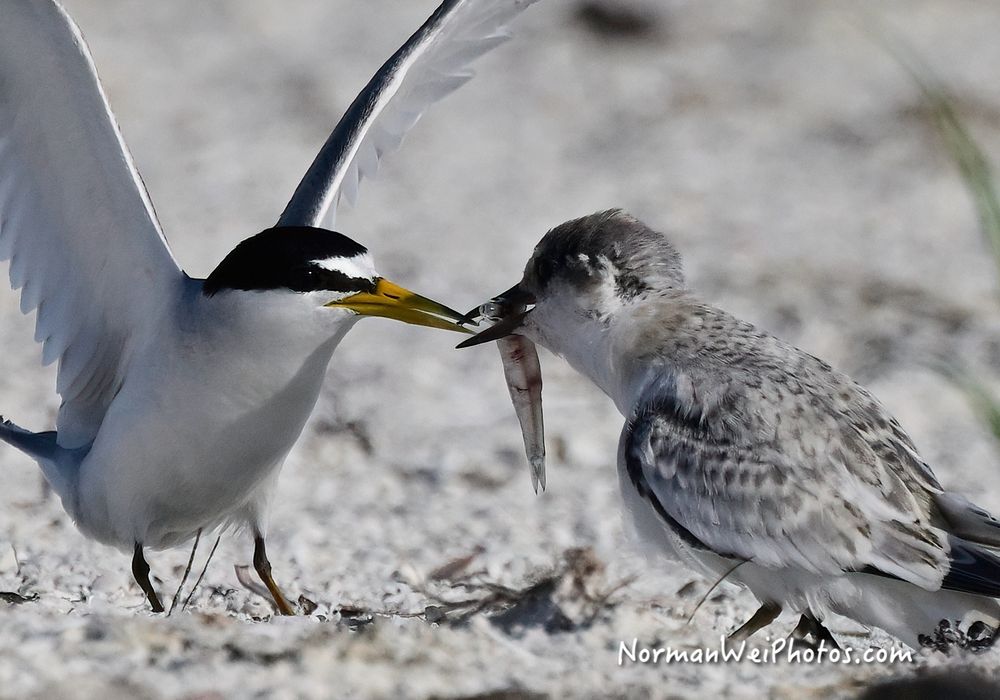 Black skimmer transferring food to baby chick at Big Carlos Point.