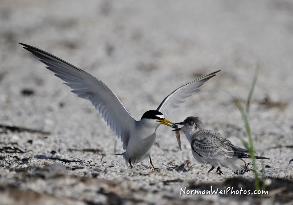 Black skimmer transferring food to baby chick at Big Carlos Point.
