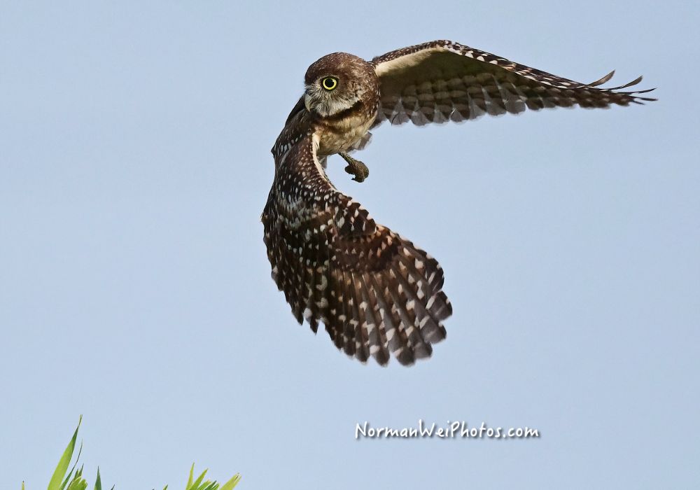 A burrowing owl turning its head in mid-flight as if asking "Wait..what did I miss?"