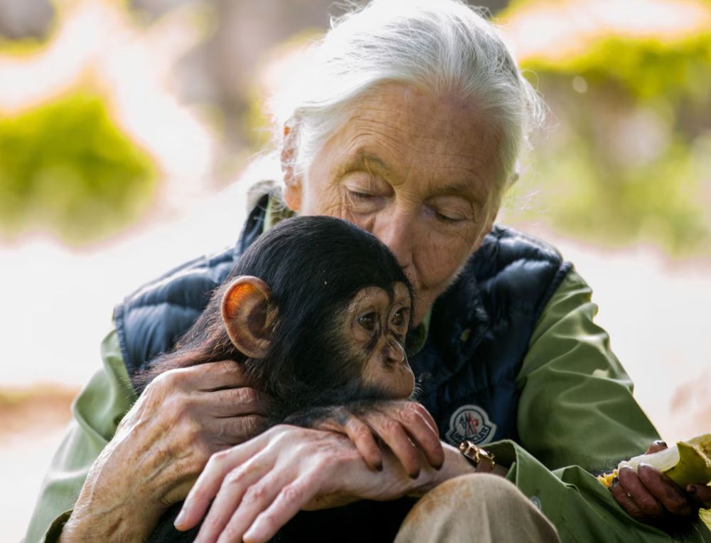 Beautiful white haired elderly woman cradling an adorable young chimp.
