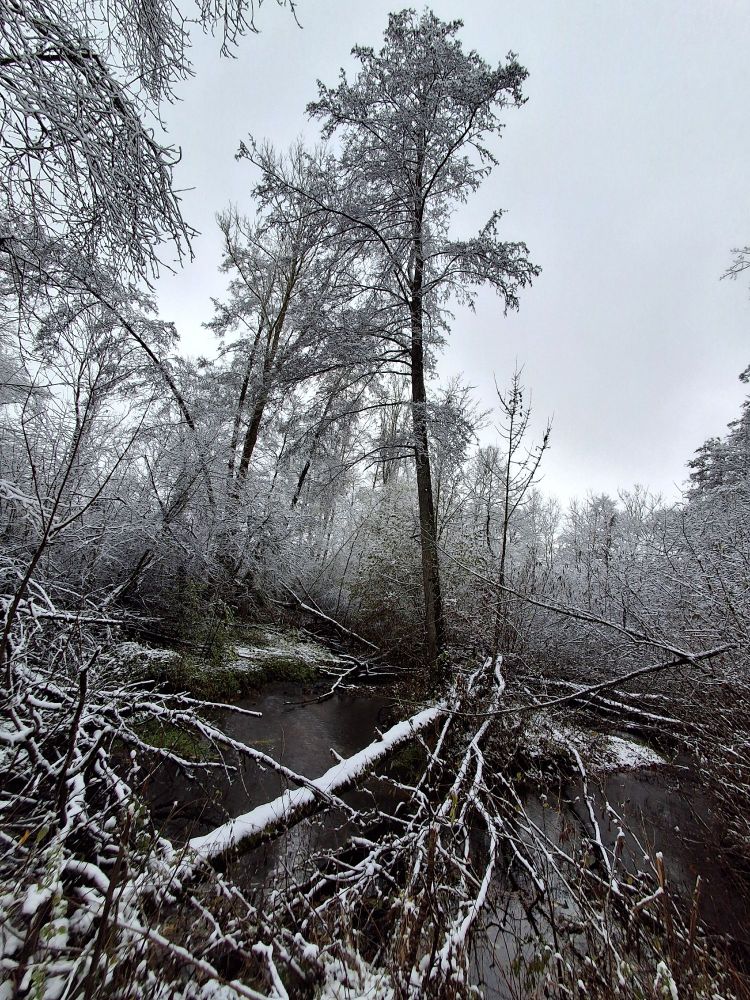This image shows a wintry forest landscape with a stream whose banks and surrounding trees are covered in a layer of snow. Several fallen trees lie across the water and along the banks.
Details about the scene:
Snow breakage: The weight of heavy or wet snow can cause branches or entire trees to break or fall, especially if the snow falls shortly after the leaves have fallen or in windy areas.
Fallen trees: The presence of many fallen trees indicates previous weather events, wind damage, or the natural consequences of snow breakage.
Atmosphere: The scene conveys a quiet, wintry atmosphere, typical of many snow-covered forests, such as those in the Bavarian Alps or the low mountain ranges of Germany.
Water: The water in the stream is not frozen, creating a contrast to the cold white of the snow.
