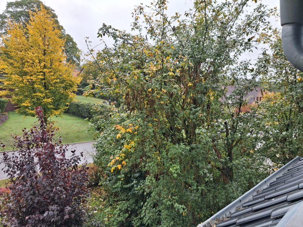 Das Bild zeigt eine Gartenlandschaft im Herbst. Im Vordergrund sind verschiedene Pflanzen zu sehen, darunter ein Feldahorn (Acer campestre 'Elsrijk') mit gelb-grün gefärbten Blättern. 