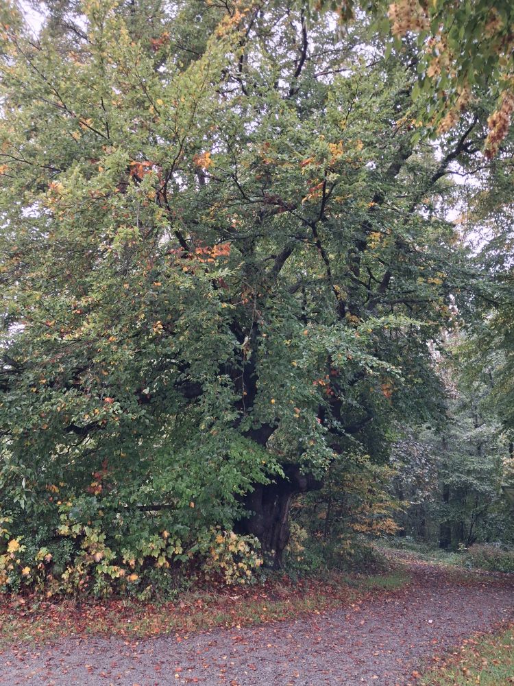 Das Bild zeigt eine Buche am Rande eines Waldwegs. Die Blätter zeigen bereits die ersten Anzeichen der Herbstfärbung.