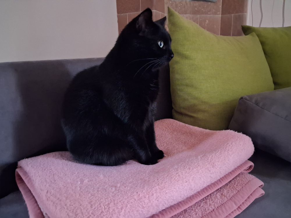 A black cat is the central focus of the image, sitting upright on a stack of pink towels or blankets.
Subject and Setting: The cat is perched on a gray sofa next to two large, light green pillows. The background features a tiled wall section above the couch.
Appearance: The cat has sleek, solid black fur and striking bright blue or green eyes that are looking off to the right side of the frame.
Pose: It is in a relaxed, seated position, facing away from the camera in a side profile view.