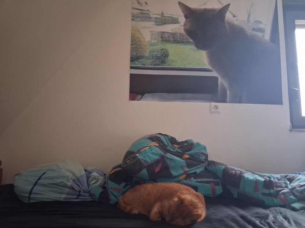 This image captures a cozy bedroom scene featuring a bed, a wall poster, and an actual cat.
Scene Details
Setting: The image shows a part of a bedroom, likely a single bed against a plain, light-colored wall. A window on the right lets in natural light.
The Bed: The bed is covered with dark sheets and messy bedding which is mostly turquoise blue with abstract, multi-colored patterns (pinks, blacks, yellows). There is a second, lighter blue pillowcase on the left side.
The Real Cat: An orange tabby cat is curled up asleep on the dark bedsheets, positioned near the foot of the bed.
The Poster: A large poster is affixed to the wall above the bed. It features a picture of a grey or blue cat sitting on a windowsill, looking out over a garden or yard scene with green grass, bushes, and a fence.
Other Details: A white electrical outlet is visible on the wall below the poster. The overall lighting suggests it is daytime.