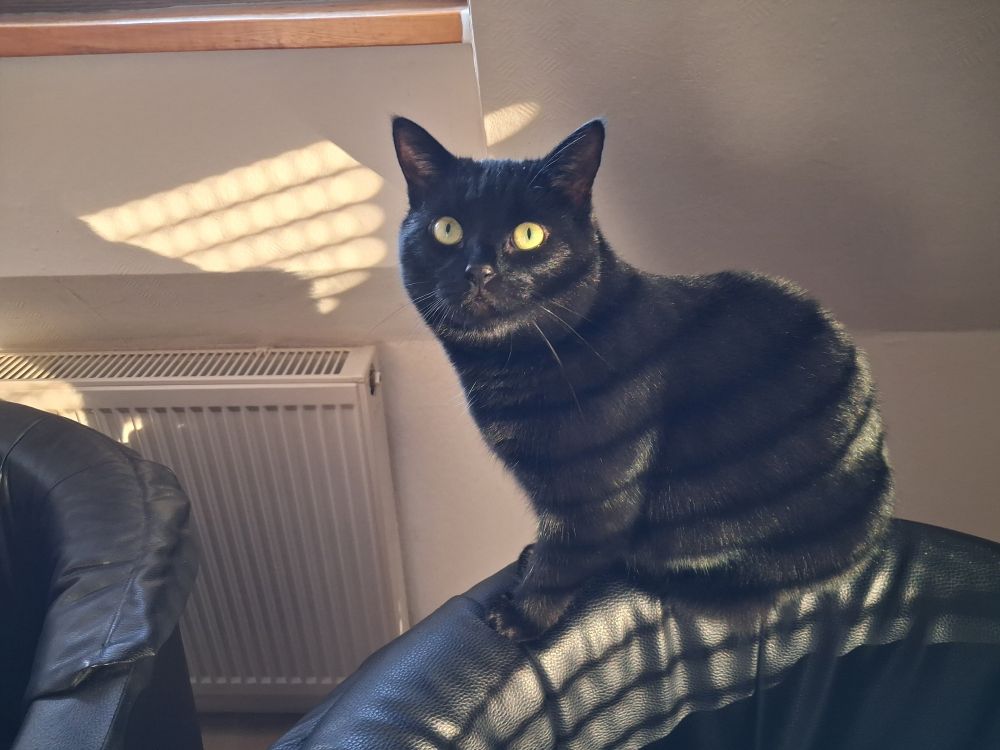 The image shows a black cat sitting on a black leather surface. The cat is looking directly at the camera with bright yellow eyes. Sunlight shines through a window, creating striped shadows on the cat's back and the surface it's sitting on. A white radiator and a wooden window frame are visible in the background.