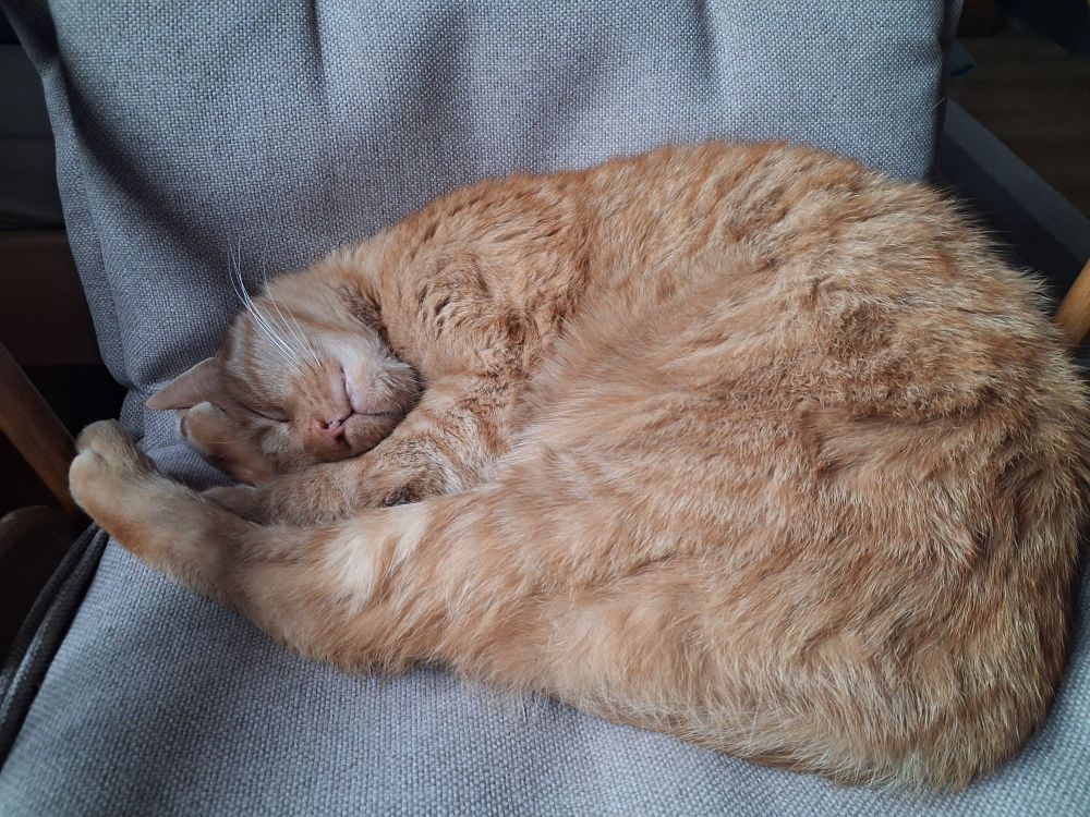 Kirby im Tiefschlaf, eingerollt