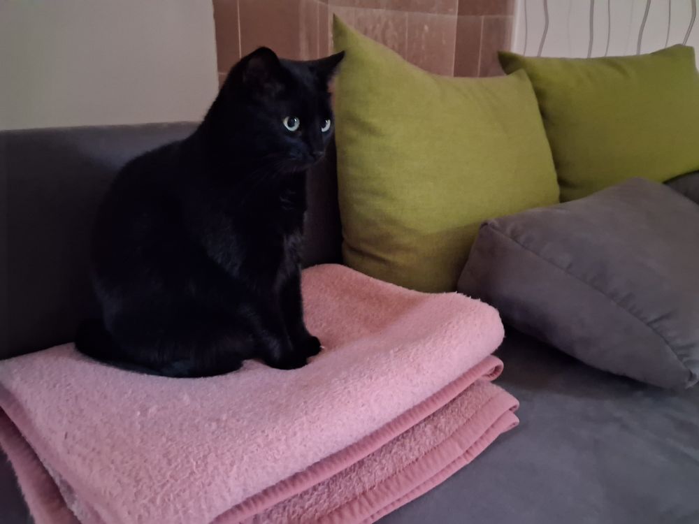 A black cat is the central focus of the image, sitting upright on a stack of pink towels or blankets.
Subject and Setting: The cat is perched on a gray sofa next to two large, light green pillows. The background features a tiled wall section above the couch.
Appearance: The cat has sleek, solid black fur and striking bright blue or green eyes that are looking off to the right side of the frame.
Pose: It is in a relaxed, seated position, facing away from the camera in a side profile view.