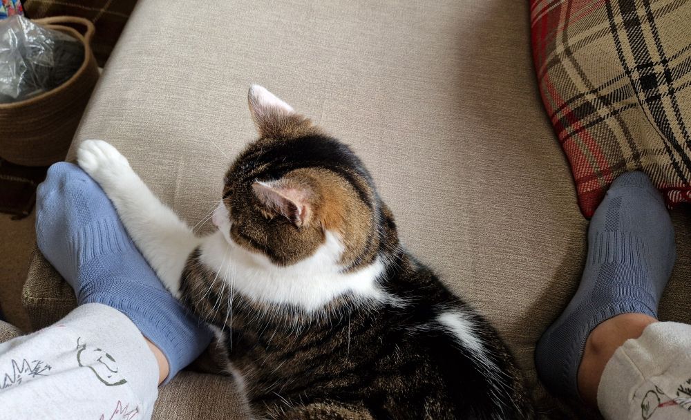 A tabby/white cat sitting between the legs of human, humans knees are up.