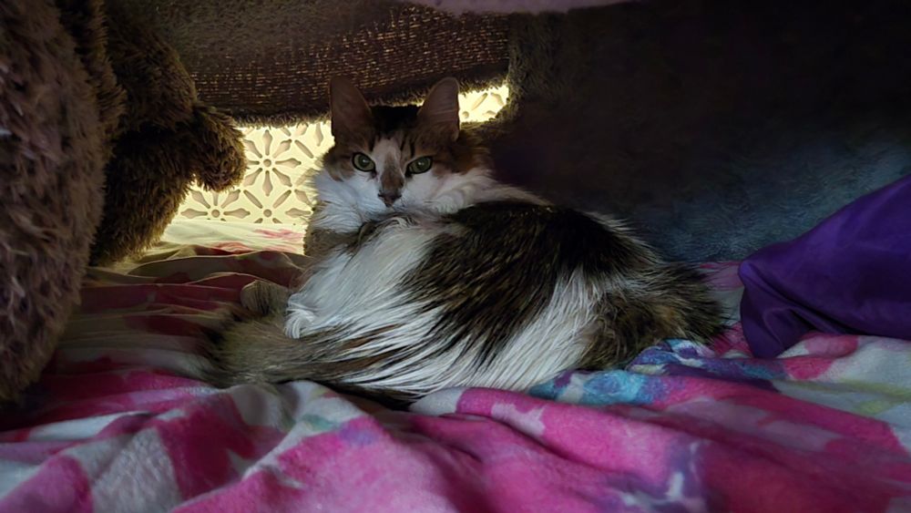 Brown and white cat on bed with a giant stuffed animal, "husband pillow", and a pillow/blanket holding a blanket over him like a tent 