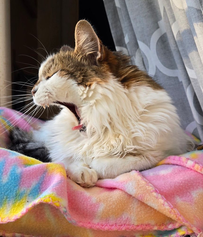 Brown and white fluffy cat, mouth wide open in a yawn with two tiny fangs up top and a curled pink tongue peeking out at the bottom, whiskers pointing forwards, sitting in a pastel tie dye blanket covered bed in the window