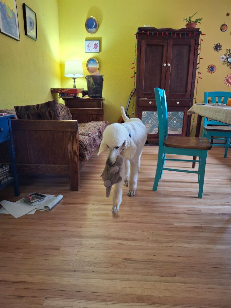 White standard poodle carries a toy.