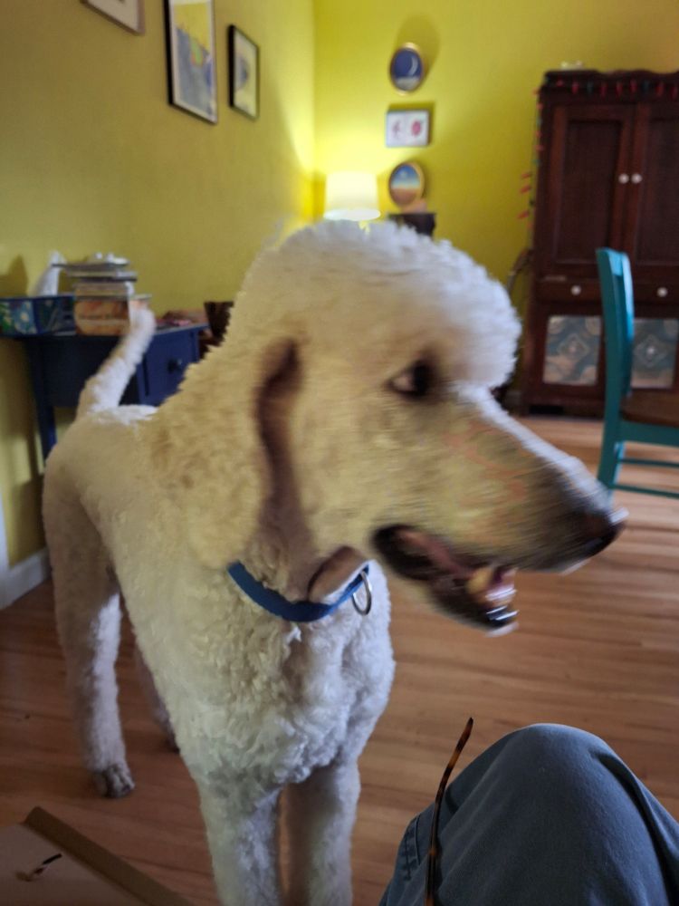 White standard poodle, blurry profile.