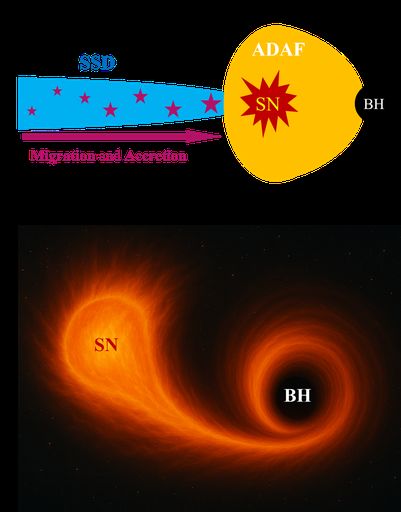 Schematic diagram of tidal disruption of a supernova (TDS). (a) Stars embedded in AGN disk accrete and grow during their inward migration. The massive disk stars will roughly stop accretion, quickly evolve and eventually explode as SN after the star migrate into inner low-density ADAF region. (b)...