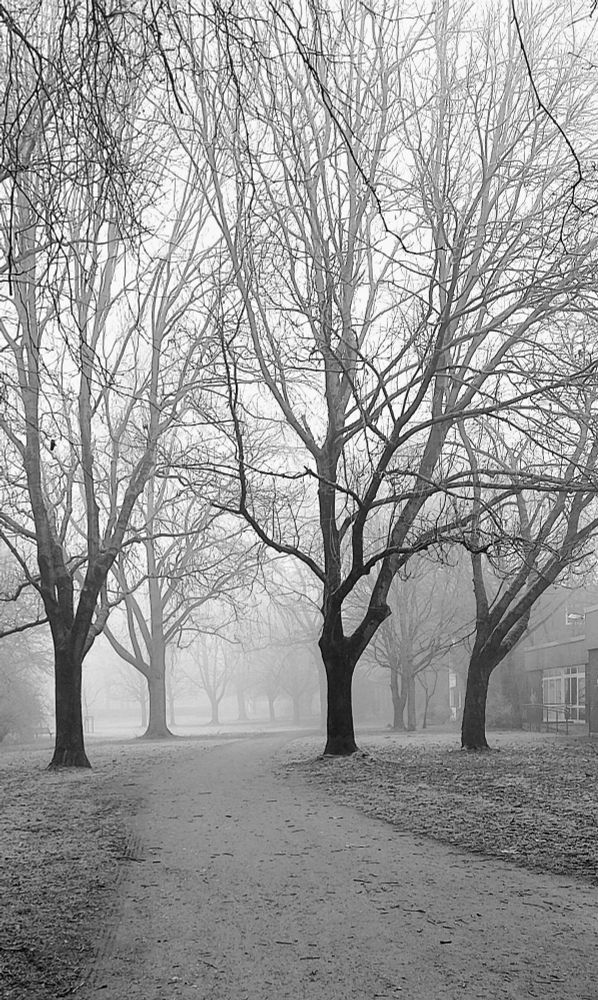 Hohe Laubbäume ohne Blätter mit breiten Kronen neben einem U gepflasterten Weg in einem Park. Bei Nebel. Schwarz Weiß Foto.