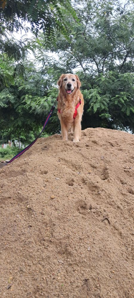 my golden retriever standing happily on top of a large mound of sand.