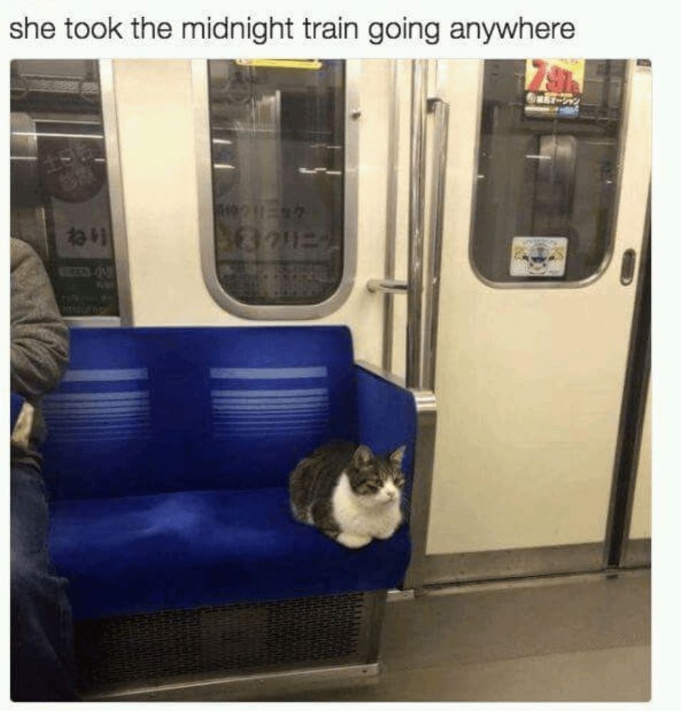 A cat in a train