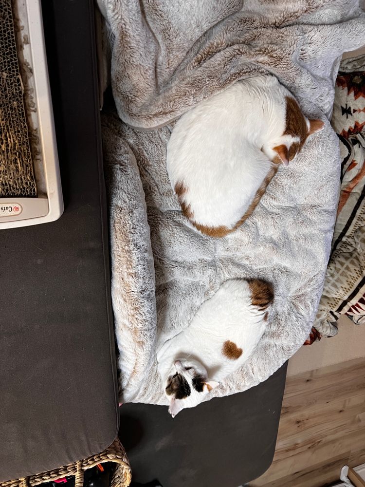 手前に三毛さん、奥に白茶さん