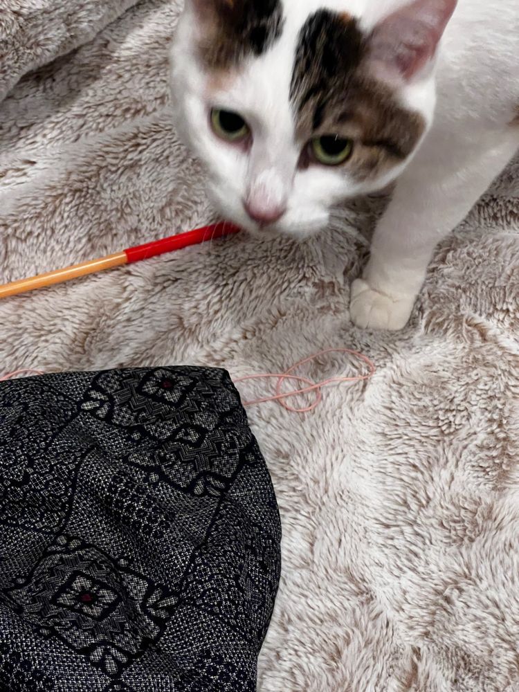 見上げる三毛猫さんと綿入れ