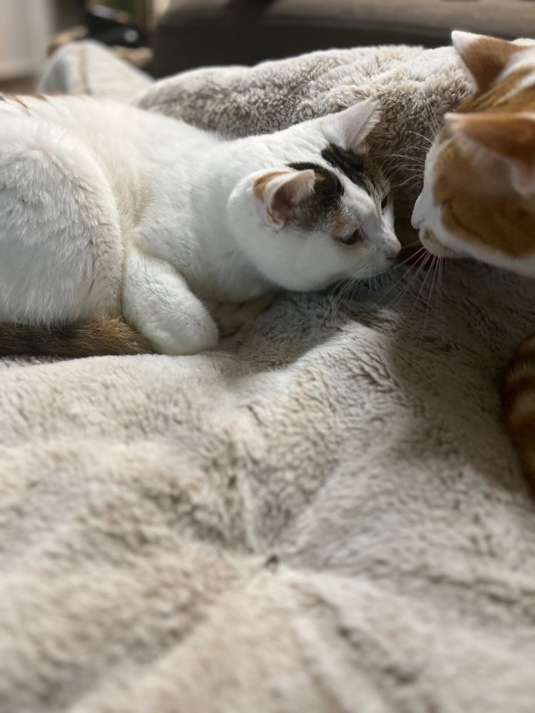 おはなをツンしている三毛猫さんと白茶猫さん