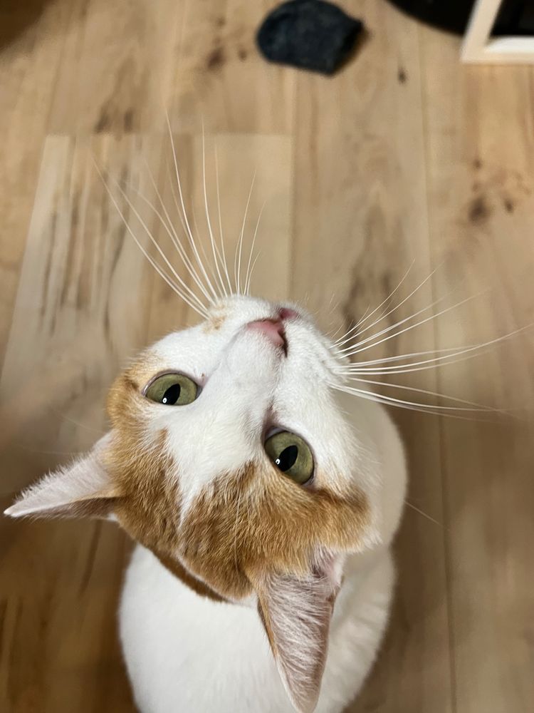 こちらを見上げる、白茶のねこ