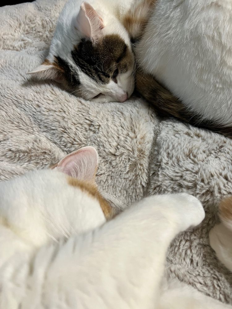 白茶の猫と三毛猫が並んでねています