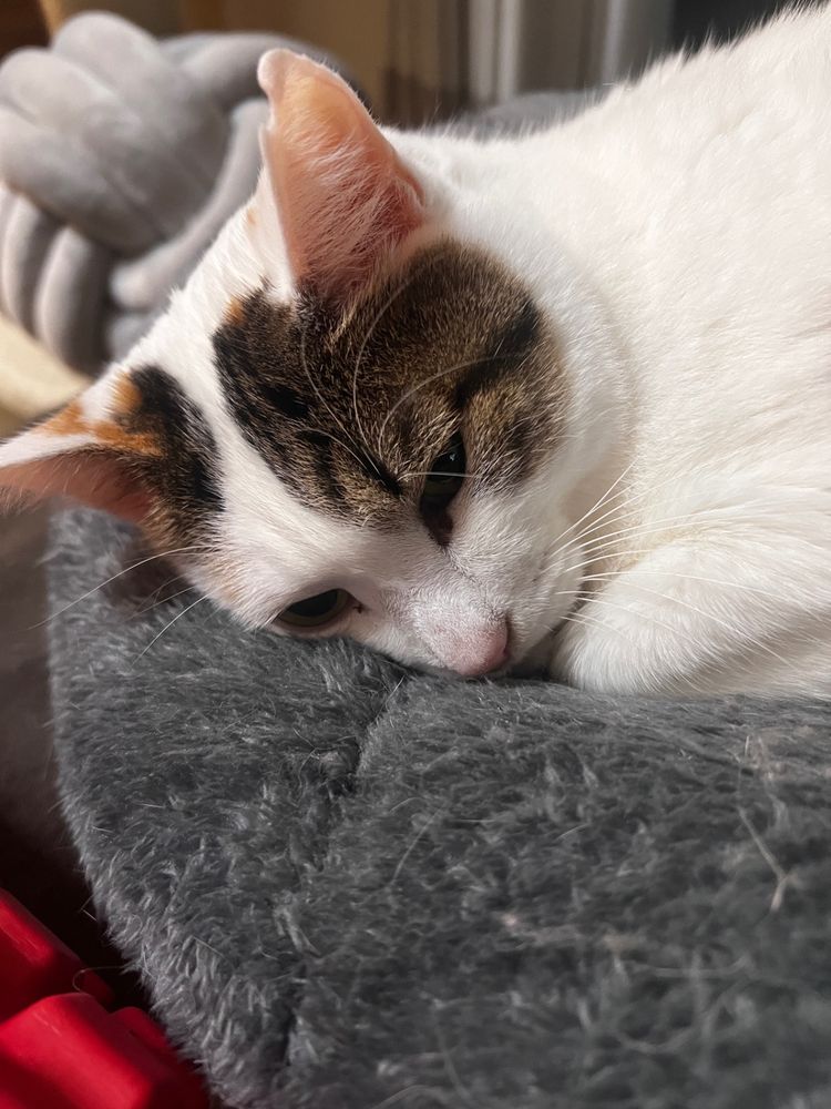 眠そうな三毛猫さん