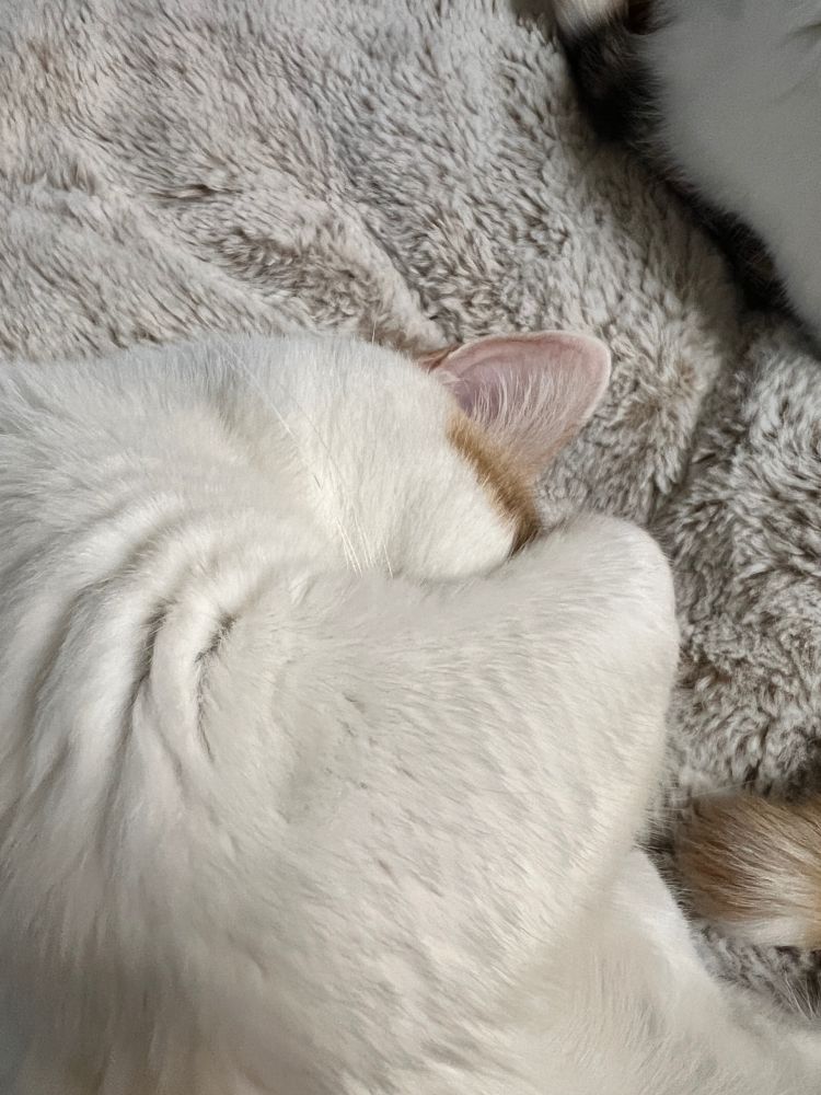 白茶の猫が丸くなって寝ています