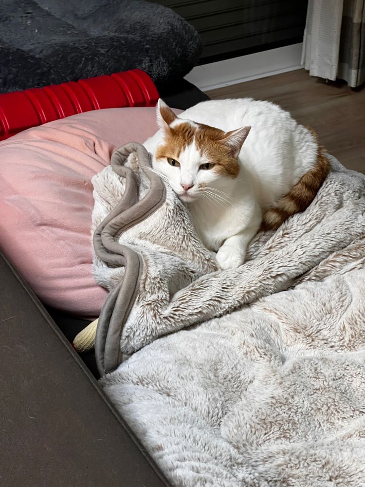 毛布でくつろぐ白茶猫さん