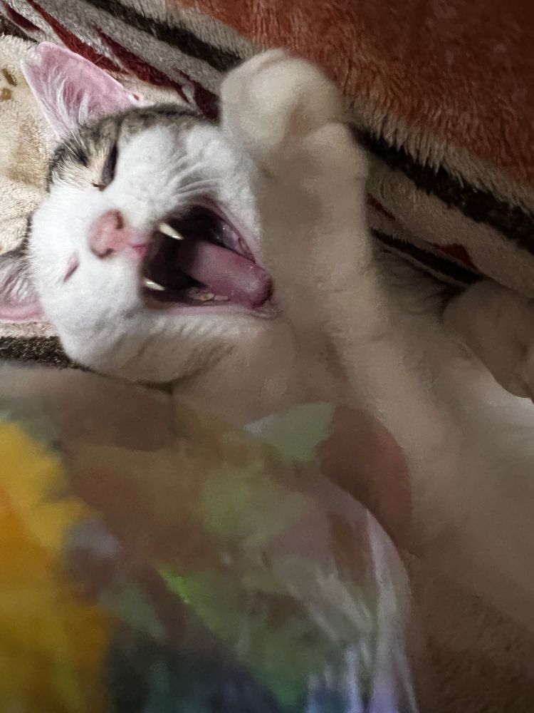 大興奮の三毛さん