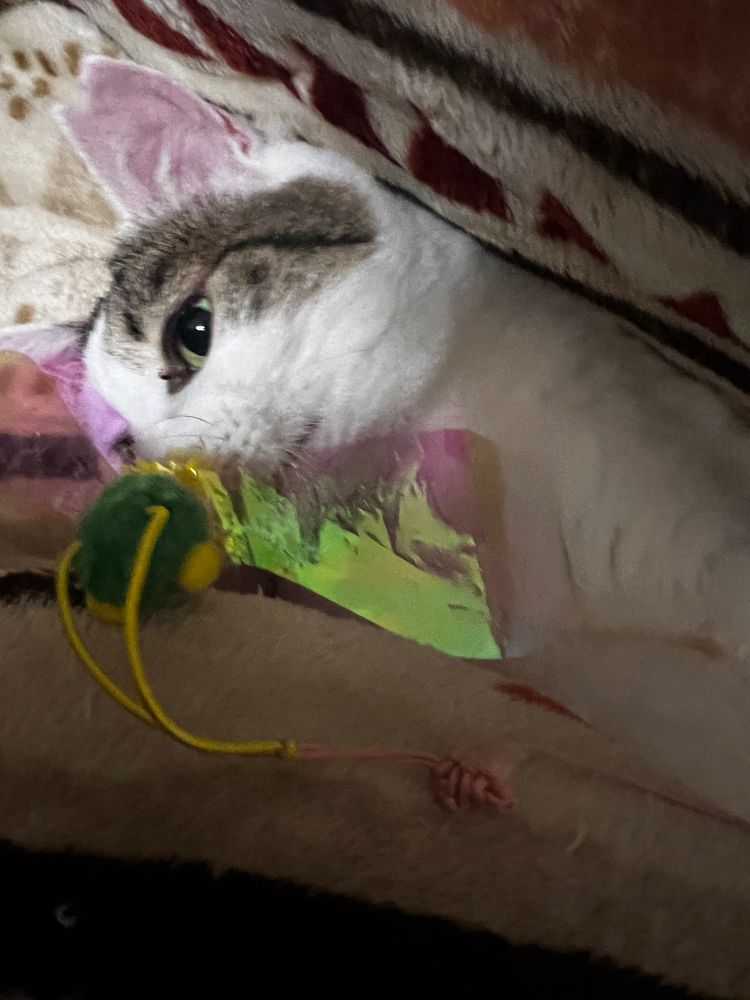 おもちゃで、遊ぶ三毛さん