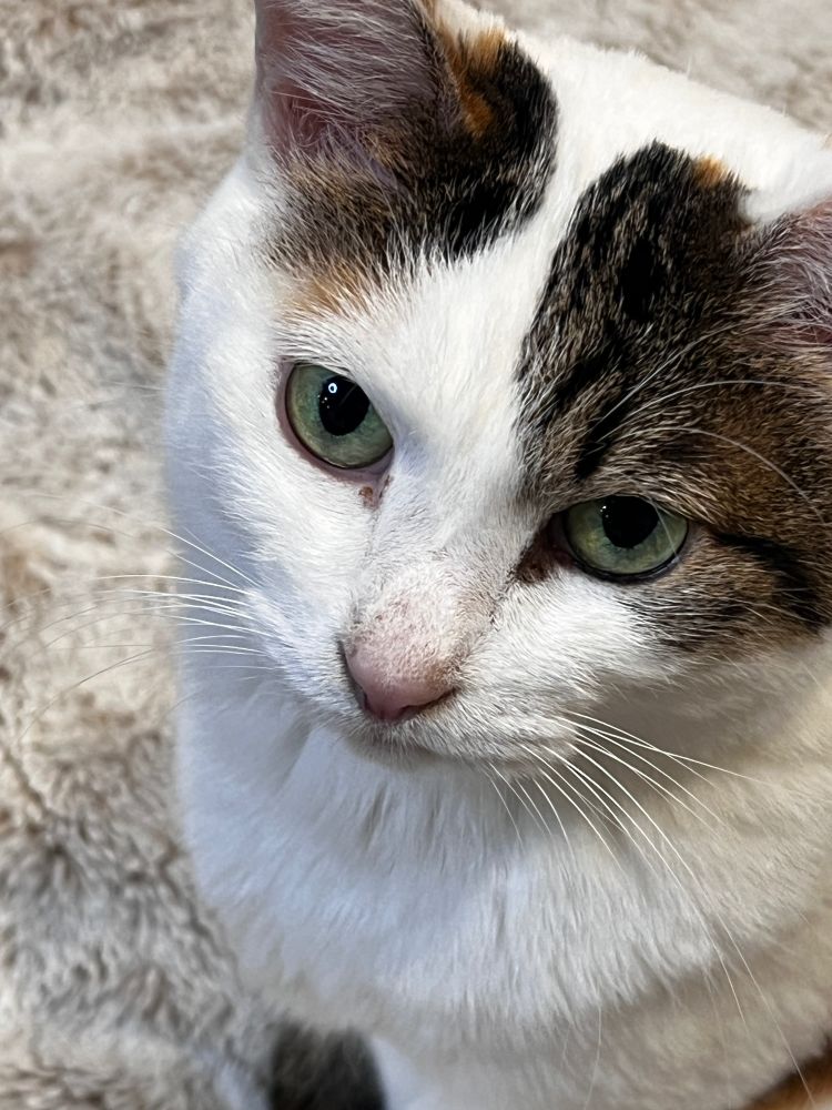 三毛猫さん見上げます