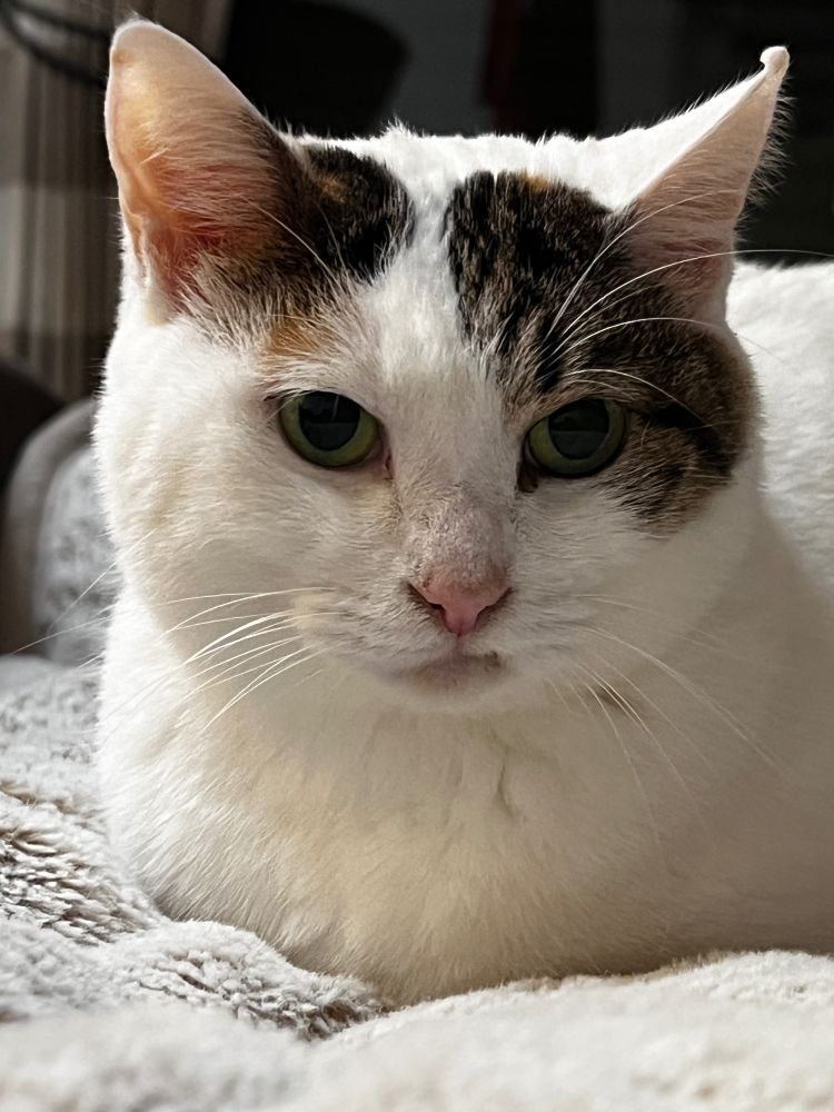 ちょっともこもこした、三毛猫さん