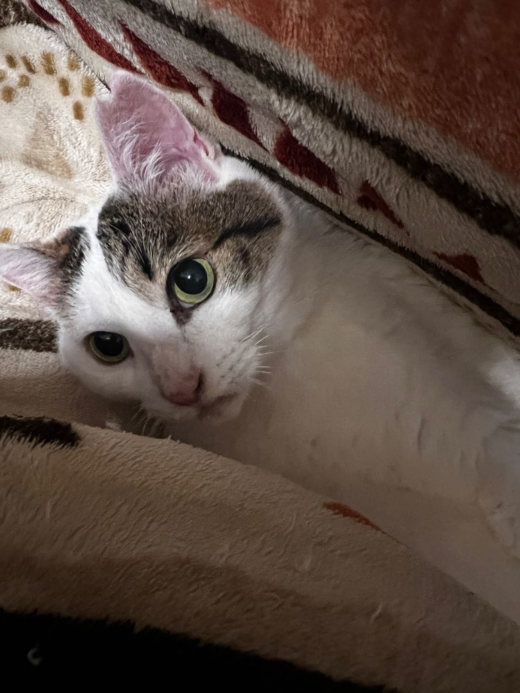 狭い場所にいる三毛さん