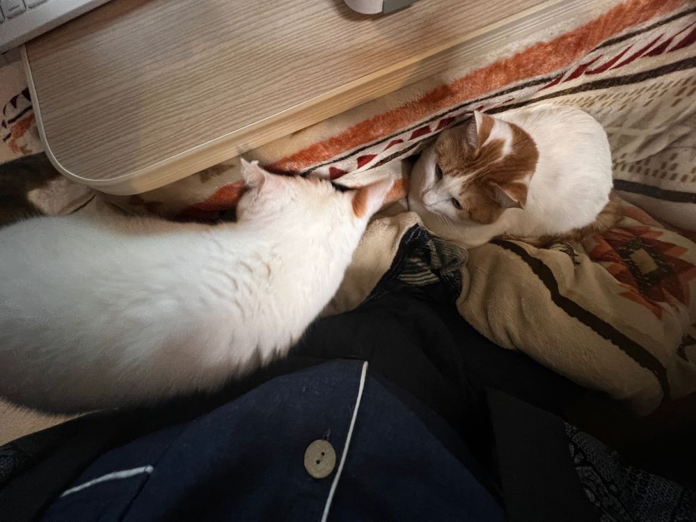 膝の上に乗ります