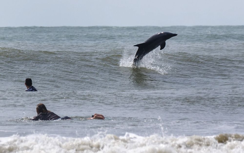 A dolphin leaping high at Folly Beach surf in SC