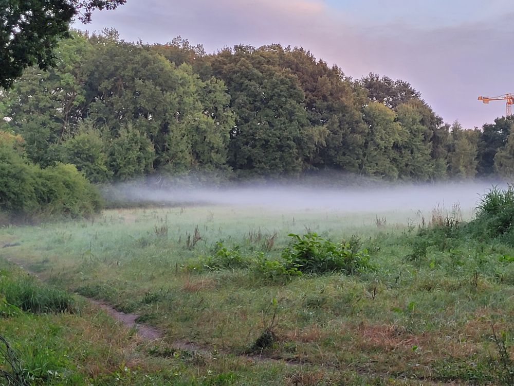 Three pictures of green fields with trees around them. Over the fields you can see veils of fog near the ground.